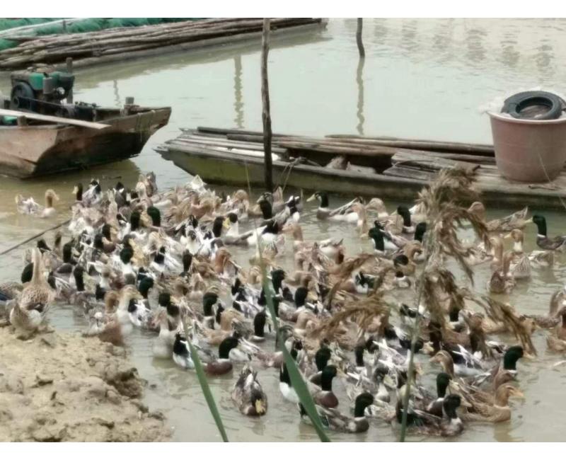 純放養(yǎng)青頭鴨、三那土雞、鳳尾菇 原生態(tài)產(chǎn)品